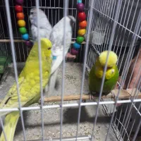 مرغ عشق انگلیسی