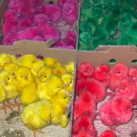 جوجه رنگارنگ نوروز