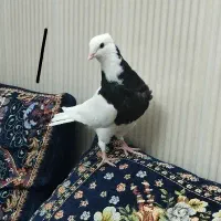 کبوتر طوقی جوجه ۴ عدد نر|پرنده|اهواز, ۲۰۰۰واحدی|دیوار