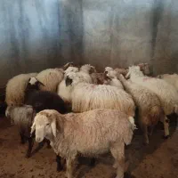 گوسفند فروشی رباط کریم شبانه روزی