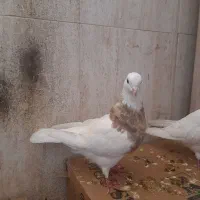 ستا ماده درجه یک|پرنده|شاهینشهر, مسکن مهر|دیوار