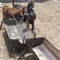 بز کهره|حیوانات مزرعه|رفسنجان, |دیوار