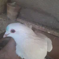 کبوتر|پرنده|باسمنج, |دیوار