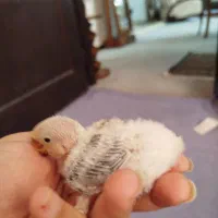 طوطی کوتوله برزیلی سرلاکی|پرنده|صدرا-فارس, فاز ۲|دیوار