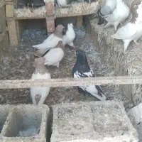 کبوتر|پرنده|کلاله, |دیوار