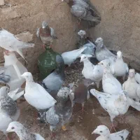 کفتر هفترنگ...