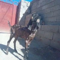 بزگاله ماده‌‌پنجاپی ‌اصل