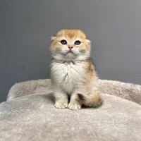 شهر اسکاتیش گلد/ شهرک غرب