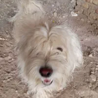 سگ‌خارجی‌