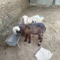 بره