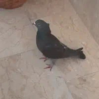 کبوتر زاغ کلادار کشیده نوک ریز تزئینی