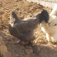 مرغ و خروس برهما هیکلی|حیوانات مزرعه|صائین قلعه, |دیوار