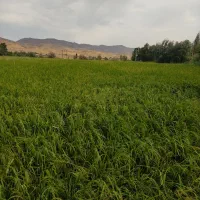 برنج درجه یک میانه