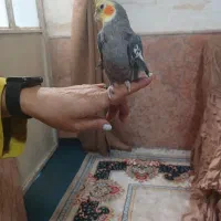 عروس هلندی نر