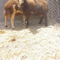 قوچ|حیوانات مزرعه|کوهدشت, |دیوار