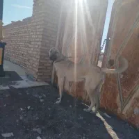 سگ ماده