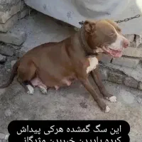 پیتبول واگذاری وسگ نگهبان|سگ|مشهد, همت آباد|دیوار