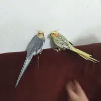 یک جفت عروس گلباقلی و سفید طوسی  با پشت و نژاد خوب