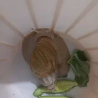 فروش حلزون