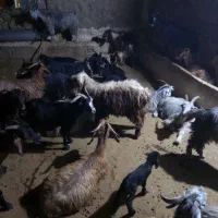 1راسبره1راسبز|حیوانات مزرعه|دهدشت, |دیوار