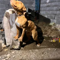 سگ پیت بول نر