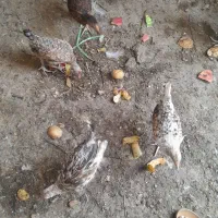 نیمچه مرغ خروس