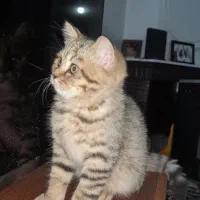 گربه بریتیش و اسکاتیش|گربه|تهران, راه آهن|دیوار