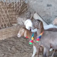 بره ماده چینی|حیوانات مزرعه|کاشمر, |دیوار