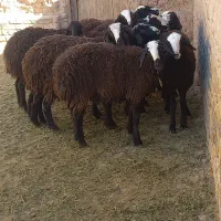 بره‌‌اصیل‌شال|حیوانات مزرعه|دشتابی, |دیوار