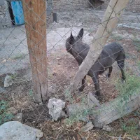 پیتبول نر۱ ساله ، خالص آمریکایی و یک پیتبول ماده|سگ|ورامین, قويينک زهری|دیوار