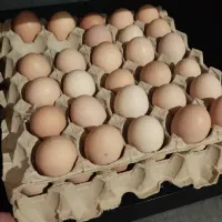 تخم مرغ نطفه دار