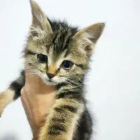 واگذاری گربه نازوملوس رام