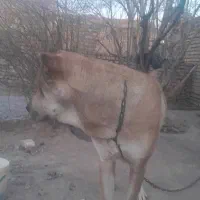 سرابی اصل|سگ|مه ولات, |دیوار