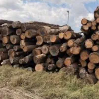 فوری*خریدار چوب مرکبات شمال تا جنوب از ۱ تا ۵۰ تن