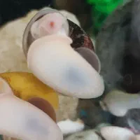 حلزون اکواریو