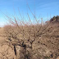 انجام هرس ضمانتی وطراحی باغ|خدمات باغبانی و درختکاری|گرگان, |دیوار