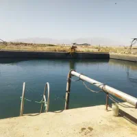 فروش کلی ماهی کپور معمولی زنده