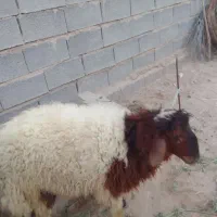 بره نرسالم بزرگ