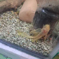 ماهی کت فیش، انواع انوبیاس، ماهی های مخصوص پلنت|ماهی|تبریز, |دیوار