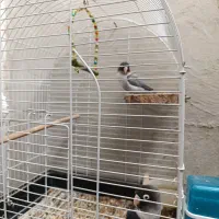 طوطی برزیلی مولد