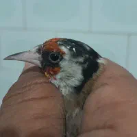 دوعدد سهره نشاندار سرسفید