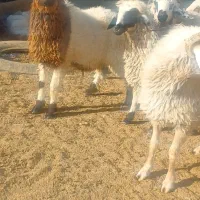 گوسفند بز قصابی گوشت بره کهره میش قرمه (بره نر)