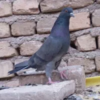 نر و ماده سبز دوخط آنتیک کلکسیونی ب شرط پرش بازی|پرنده|اصفهان, درب سیبه علیا|دیوار