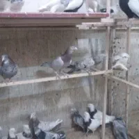 یه گل کفتر یکجا فروشه...|پرنده|بهار, |دیوار