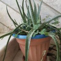 گل گیاه الوئه ورا بزرگ فقط ۲۰۰ معاوضه دارم