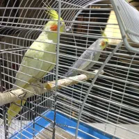 عروس هلندی مولد|پرنده|آبسرد, |دیوار