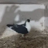 کفتر پرنده پرشی|پرنده|مشهد, ایثار|دیوار