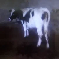 گاو|حیوانات مزرعه|انگوت, |دیوار