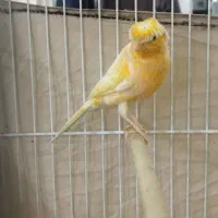 قناری پرتقالی بخون