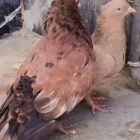کله آبادانی گلالی|پرنده|بندر دیر, |دیوار